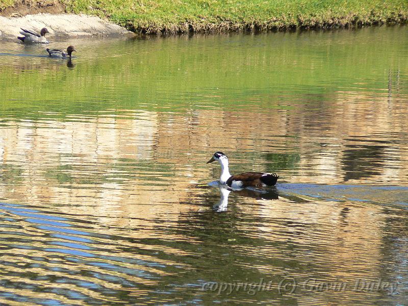 Possible hybrid duck, River Torrens P1030577.JPG